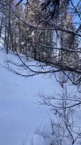 The camera moves through a snowy, wooded landscape on a bright, sunny day. The ground is covered in deep snow, and the tall, slender trees are dusted with snow on their branches. The sky is a clear, vibrant blue. There's a trail visible in the snow, suggesting a path or route. A sign is visible on one of the trees. The scene is quiet and serene, emphasizing the natural beauty of the winter environment.