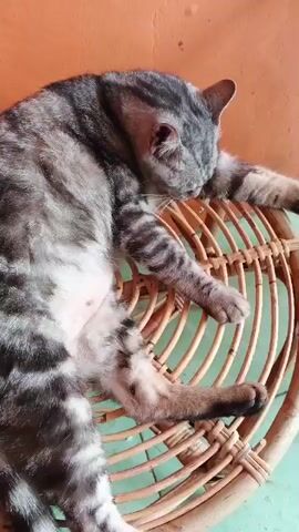A tabby cat is asleep on a round wicker chair. The cat is on its side, with its head resting on the chair. Its legs are spread out. The cat's belly is exposed and appears pink. The background is an orange wall and a light blue floor.