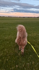 Dog walker creates horse sketches in Russian countryside