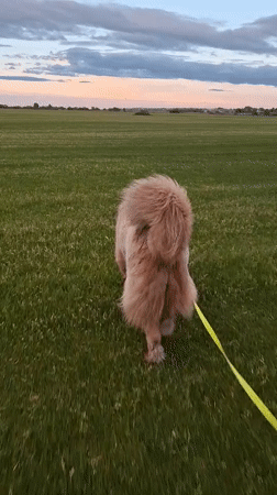 Dog walker creates horse sketches in Russian countryside