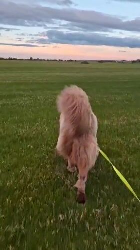 Dog walker creates horse sketches in Russian countryside