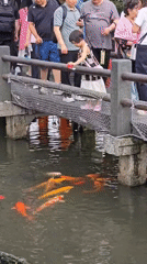 Morning visitors feed fish, stroll West Lake gardens in Hangzhou
