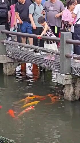 Morning visitors feed fish, stroll West Lake gardens in Hangzhou