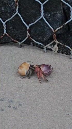 Beach life documented in Kathaluwa: crabs, beachgoer, cloudy skies