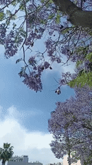 Witness captures springtime urban scenes over 15 minutes