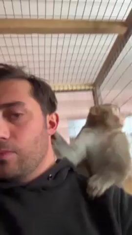 A video shows a man wearing a black hooded sweatshirt with a light-colored monkey sitting on his left shoulder. The man is looking at the camera. The monkey is also looking at the camera and moves down his shoulder and chest, looking at the man's ear. Behind the man is a wire cage structure. The man smiles at the camera.