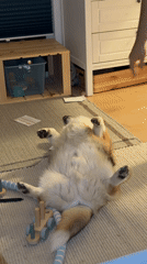 Dog enjoys a belly rub on the living room floor