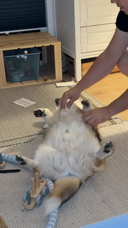 Dog enjoys a belly rub on the living room floor