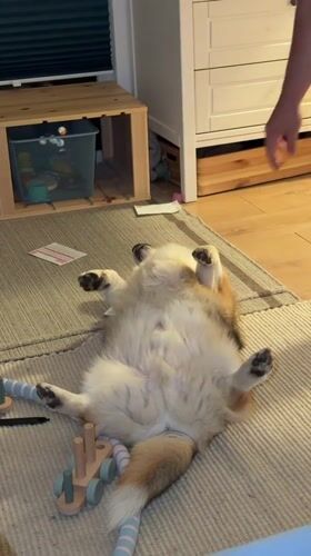 Dog enjoys a belly rub on the living room floor