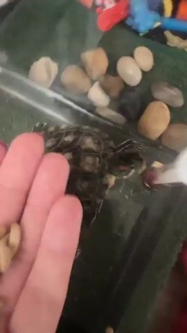 The video shows a close-up view of a small turtle in a glass tank. The turtle is dark brown with lighter patterns on its shell. It is partially submerged in water, with some small stones and artificial greenery visible in the tank. A hand is holding what appears to be turtle food, possibly dried mealworms, in the foreground of the second shot. The third and fourth shots show the turtle from different angles within the tank. The setting appears to be indoors, with a green towel and toys visible in the background of the first shot, suggesting a home environment. The lighting is dim, indicating it could be evening or indoors with artificial light. The overall mood is casual and focused on the turtle and its feeding. No visible text is present. The location context is Novoaltaysk, Russia.
