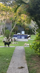 Dogs play in tropical backyard pool area, Kuta Selatan