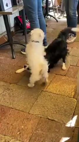 The video shows a small white dog and a black and white Border Collie interacting in a crowded outdoor area. The dogs are on a tiled floor, amidst people standing around tables and chairs. The white dog is small, fluffy, and actively moving around, while the Border Collie stands still, observing the white dog. The background suggests a public space, possibly a cafe or market, with people casually dressed and engaged in conversations. Light is dappled on the floor, creating shadows.