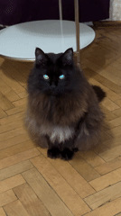 Black cat spotted near table, snacks observed in Saint Petersburg