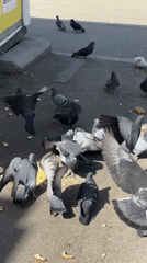 Morning street life captured in Biysk: pigeons, tram, mural