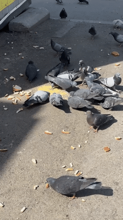 Morning street life captured in Biysk: pigeons, tram, mural