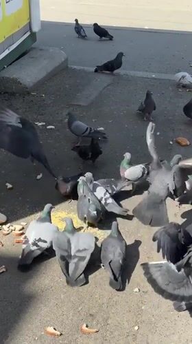 Morning street life captured in Biysk: pigeons, tram, mural