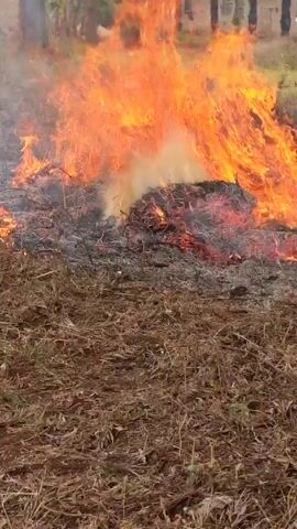 The video depicts a burning pile of dry brush and debris in a field of dry grass. The flames are large and bright orange, with a significant amount of smoke rising from the fire. The fire is concentrated on a raised mound of material, and the ground around it is covered in dry, brown grass. In the background, blurred trees and structures resembling buildings are visible. The camera is static, providing a clear view of the fire and its immediate surroundings.