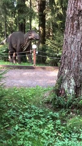 The video shows a model of a dinosaur in a forest setting. The dinosaur is brown and stands on four legs, with a long tail and a head that is turned to the side. It appears to be moving its mouth, as if eating or roaring. The dinosaur is behind a fence, and there is a path in front of it. The background is filled with trees and greenery. A large tree trunk is in the foreground, partially obscuring the view of the dinosaur. The lighting suggests it is daytime.