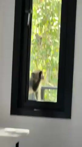 A monkey is seen through a window, initially at the window screen, then moving away and out of view. A second monkey is visible in a tree outside the window. The window has a black frame. The surrounding environment is a lush, green forest. The room is white with a white table partially visible. Audio indicates people are nearby.