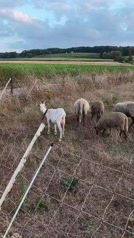 A herd of sheep and one goat are grazing in a dry, grassy field enclosed by a wire fence. In the background, there is a green cultivated field and a line of trees under a cloudy sky. The camera pans slowly across the scene.