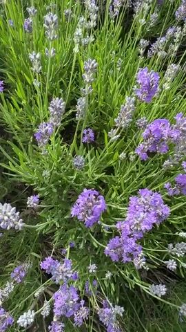 The video shows a close-up view of blooming lavender plants with green stalks and purple flowers. The camera pans to reveal a garden with rows of lavender plants next to a bed of white roses. In the background, there are manicured trees, a pathway, and a building with a red-tiled roof. A person can be seen walking away from the camera on the pathway. The overall scene depicts a well-maintained garden on a bright, sunny day.