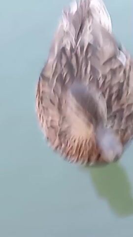 A close-up video shows a duck swimming in calm, light blue water. The duck is mostly submerged, with its back and tail feathers visible above the surface. The feathers have a mottled brown and white pattern. Its webbed feet, which are pink, can be seen paddling beneath the water. The duck's head is visible in some frames, showing its brown and green plumage and its beak. The water is slightly rippled, indicating movement. The lighting suggests it is daytime.