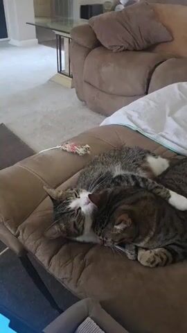 The video shows two tabby cats cuddling together on a brown leather couch. The cat in the foreground is predominantly brown and black with tabby markings. It is lying on its side with its head resting on the other cat. Its eyes are partially closed, and it appears relaxed. The second cat, lying behind the first, is also a tabby with grey, brown, and black markings. It is resting its head on the first cat's head and neck. Its eyes are closed, suggesting it is asleep or resting deeply. A small cat toy, appearing to be made of fabric and feathers, is visible on the couch behind the cats. The background reveals a glimpse of a living room with another couch and a glass-topped table. The lighting suggests it is daytime indoors.
