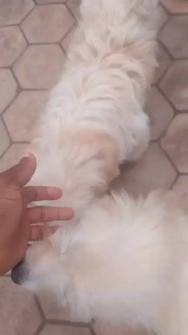 Two fluffy white dogs are interacting with a human hand on a tiled floor. The first dog, mostly out of frame, is a light cream color. The second dog, closer to the camera, is pure white and is shown licking the human hand. The human hand is reaching towards the dogs and petting them. The floor is tiled with hexagonal brown tiles. The video is taken from a top-down perspective.