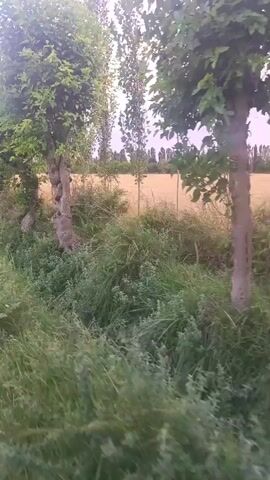 The media file depicts a scenic view from a moving vehicle, likely a motorcycle, in a rural setting in Chimyon, Uzbekistan. The camera pans across a lush green roadside verge, with tall grasses and bushes dominating the foreground. In the mid-ground, a field of ripe wheat, golden in color, stretches towards a line of trees. Several tall, slender trees, possibly poplars, stand along the edge of the field, their leaves rustling gently. To the left, a gnarled, ancient-looking tree with a twisted trunk stands prominently, its dense foliage providing a strong contrast to the younger trees.

In the upper portion of the frame, the sky is visible, displaying a soft, pastel hue that suggests either dawn or dusk. The lighting is diffused, with a gentle glow hinting at the time of day. The overall atmosphere is tranquil and natural, evoking a sense of peace and the beauty of the countryside.

A notable detail is the brief appearance of a human reflection in a rearview mirror on the left side of the frame at approximately 00:04. The reflection shows a man's face, suggesting he is the driver or passenger of the vehicle from which the recording is made. The weather appears to be mild and pleasant, suitable for outdoor travel. The location cues, such as the type of vegetation and the wheat field, are consistent with an agricultural region in Uzbekistan. No text is visible in the media file.