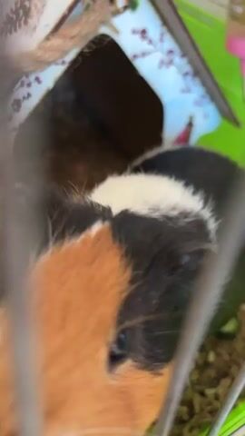 This close-up, slightly blurry video captures a guinea pig within its cage. The guinea pig has a distinct tricolor coat, featuring patches of orange, black, and white fur. Its head is the primary focus, with its right eye visible and appearing dark. The guinea pig is positioned near a small, light green food bowl.

Behind the guinea pig, a multi-colored cardboard structure resembling a small house or hideaway is visible. This structure is decorated with a floral pattern, featuring pink and blue blossoms against a white background, and is suspended by a natural rope. The cage itself appears to be made of metal bars, with a bright green plastic base and rim. The bedding within the cage seems to be composed of wood shavings.

The overall scene suggests a domestic setting, likely a pet's enclosure. The lighting appears to be indoor, but the specific time of day or weather conditions are not discernible. There are no people visible in the frame. The focus is entirely on the guinea pig and its immediate environment. The video has a calm, observational feel, capturing a moment in the life of the pet. There is no visible text within the video itself. The provided location context, "Радваніцкі сельскі Савет, Belarus," places this scene in a rural area of Belarus.