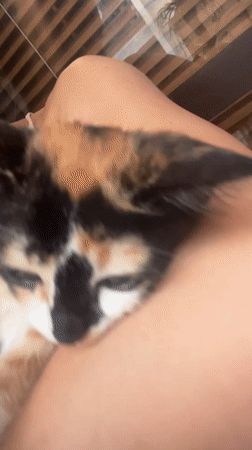 Woman holds calm calico kitten indoors in North Kuta