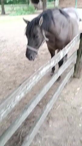 A brown horse stands behind a wooden fence. The horse is facing the camera with its head lowered. In the background, there is a wooden building with a thatched roof and trees. Another animal, possibly a sheep, is visible to the right of the horse. The ground is dirt.