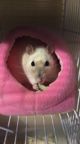 Pet rat eating, exploring, and peeking through cage bars