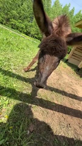 The video shows a brown donkey standing in a grassy area with a small patch of dirt. The donkey is facing towards the camera, its head lowered as it looks at the ground. The donkey's ears are perked up. The sun is shining, and there are trees in the background. There is a wooden structure to the right of the donkey.