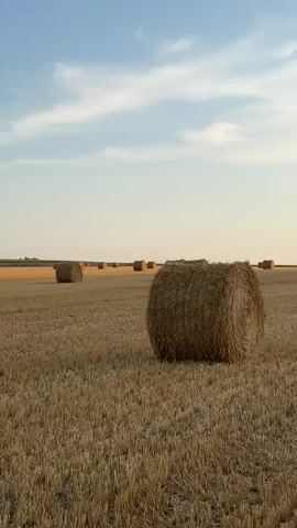 The video shows a wide shot of a harvested field with numerous round hay bales scattered across it. The field is covered in stubble and dry grass, indicating it has recently been mowed. The hay bales vary in size and distance from the camera, with one prominent bale in the foreground on the right. In the background, a lighter colored field, possibly a different crop or a patch of lighter vegetation, is visible. Beyond that, a line of trees forms the horizon. The sky is blue with some scattered white clouds. The lighting suggests it is either early morning or late afternoon, with a warm, soft light illuminating the scene. There are no people or animals visible in the frame. The overall impression is one of a rural, agricultural landscape.