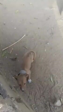 The video shows a small, light brown dog with white paws and a white tip on its nose standing near a concrete structure with a hole in it. The dog is wearing a grey collar. The ground around the dog and the structure is dirt and small pieces of organic matter. The dog looks down into the hole. It is panting.