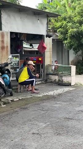 The video shows an outdoor scene in front of a small shop. Three people are visible. Two men are sitting on stools in front of the shop, facing away from the camera. One is wearing a yellow shirt and a white cap, and the other is wearing a blue shirt. They appear to be interacting. A third person, a child, is sitting further inside the shop. A motorcycle is parked to the left of the shop. There are bird cages placed on the ground in front of the shop. The shop itself appears to be a simple structure with a metal roof. The environment is green and tropical, with trees and foliage visible in the background. The ground in front of the shop is paved with stones, and the street is visible in the foreground. The overall atmosphere seems casual and relaxed.