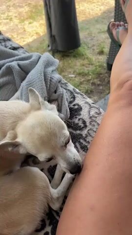 The close-up, low-angle shot captures a small, light-colored dog with its head resting on a person's leg. The dog is licking the person's upper thigh. The dog appears to be a Chihuahua mix, with large ears and dark eyes. The person's leg is tanned and shows some faint red marks.

The dog is lying on a patterned fabric, possibly a blanket or cushion, which is next to a grey, fuzzy blanket. The setting suggests an outdoor location, with grass and a hint of a structure, possibly a gazebo or pergola, visible in the blurred background. The lighting indicates it is daytime, and the soft focus and warm tones suggest a relaxed, possibly warm, atmosphere. The overall mood is intimate and affectionate, as the dog shows a clear display of comfort and care towards the person. There is no visible text in the media.