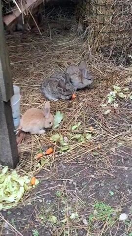 A group of rabbits are eating in a pen filled with hay and scraps of vegetables. One light brown rabbit is in the foreground eating lettuce and carrots. Behind it are three grey rabbits, two of which are eating carrots. In the background, a fourth grey rabbit is visible. The pen appears to be an outdoor enclosure with a wooden structure and a wire mesh covered in hay.