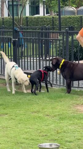 Three dogs are in a grassy outdoor area, near a black metal fence. A white dog with a green harness is on the left, facing right. A black dog wearing a red harness is in the center, facing right, and is holding a dark object in its mouth. A dark brown dog with a yellow collar is on the right, facing left. Two people are visible in the background. One person on the left is wearing a pink shirt and purple skirt. Another person on the right is wearing a black shirt and black shorts, and is carrying a blue backpack. The ground is covered in green grass.
