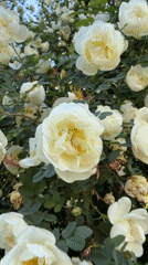 White roses bloom in Rusanovo, Russia garden
