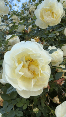 White roses bloom in Rusanovo, Russia garden