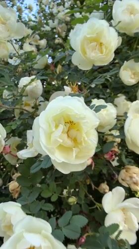 White roses bloom in Rusanovo, Russia garden
