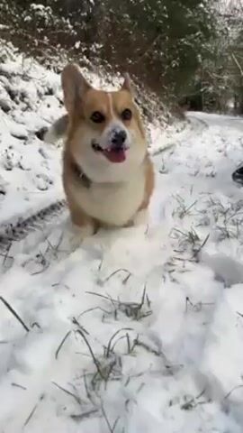 The video shows a Corgi dog in a snowy environment. The dog is standing and panting, and then picks up a small stick. Afterwards, the dog begins walking through the snow, which is patchy in some areas revealing grass. The background consists of trees.