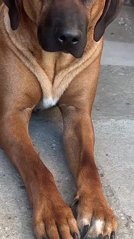 A medium shot shows a large, tan-colored dog with dark brown eyes and black ears lying on a concrete surface. The dog is looking directly at the camera. The dog's front legs are extended, and its paws are resting on the concrete. The dog has a white patch of fur on its chest. In the background, there is a wooden door and a wall. The lighting suggests it is daytime.