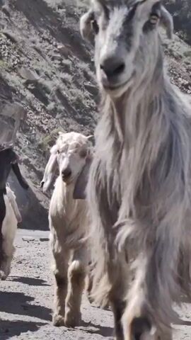The video begins with a close-up of a goat with long, shaggy, gray fur. The camera then pans to a different goat with black and white markings. The goats appear to be in an outdoor environment with a rocky, barren landscape in the background.