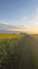Sunset walk through blooming canola fields in Bulgaria