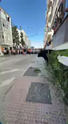 The video captures a vibrant daytime scene on a narrow street in Vejer de la Frontera, Spain. Multi-story residential buildings with balconies line both sides of the street, under a clear blue sky. Colorful bunting is strung across the street, indicating a festive atmosphere.

The foreground shows a sidewalk with textured paving and manhole covers, alongside a green hedge. The primary activity is a bull run. A dark-colored bull charges down the street, followed closely by a person dressed in dark clothing, likely a matador or participant. A crowd of people is visible in the distance, both on the street and leaning from the balconies of the surrounding buildings, watching the event. The bright sunlight suggests a clear and sunny day. The audio features enthusiastic shouts and cheers from the spectators, reflecting the excitement of the moment. No discernible text is visible in the frame.
