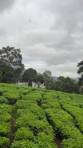 The video presents a picturesque landscape of a tea plantation, likely in Chithirapuram, India, given the context. The foreground is dominated by vibrant green tea plants arranged in neat rows, stretching across a gently sloping hill. In the midground, a white building with a prominent roof and a white railing stands amidst lush green trees, suggesting it might be part of the plantation estate or a guesthouse. Further in the background, more dense foliage and distant hills or mountains can be seen under a vast, cloudy sky. Power lines are visible spanning across the upper part of the frame, traversing the landscape. The weather appears overcast, creating a soft, diffused light over the scene. There are no people visible, and no specific activity is taking place; the video captures a serene and tranquil moment of the natural environment. No visible text is present in the frame.