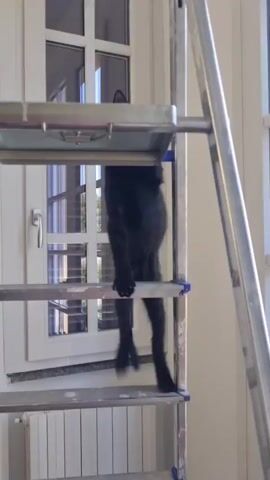 A black kitten is climbing on a metal stepladder. The kitten is on the second rung from the top. The kitten is looking down at the camera. The background is a white door with a window. The video is 5 seconds long.
